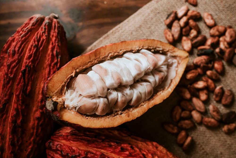 Cacao : les prix s'effondrent de plus de 50 % sous l'effet du ralentissement du ventes