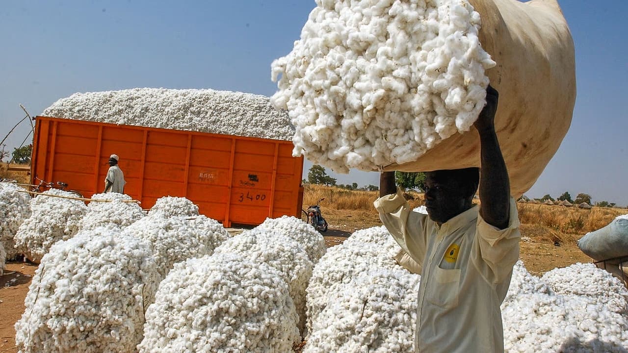 Cameroun : la Sodécoton réclame 53,5 milliards FCFA de créances à l’Etat