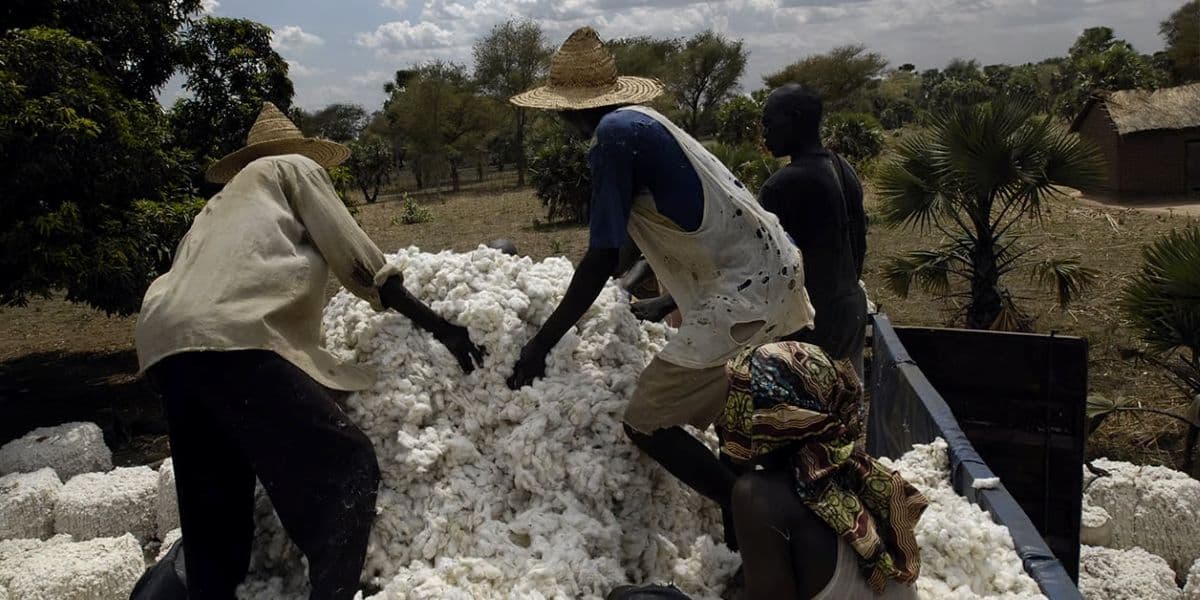 Tchad : 19 millions d'euros pour restructurer le bassin cotonnier